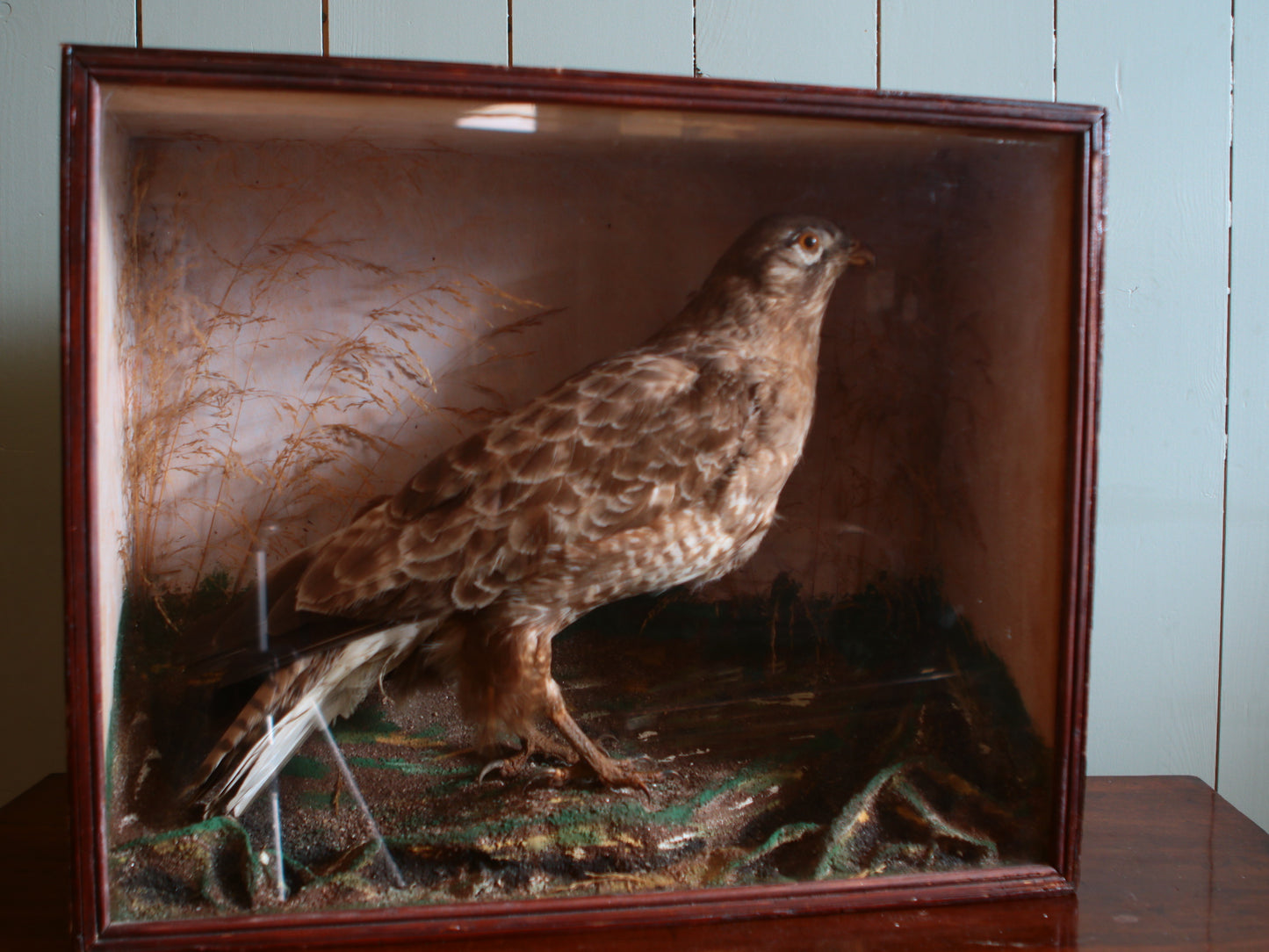 Vintage Buzzard Taxidermy