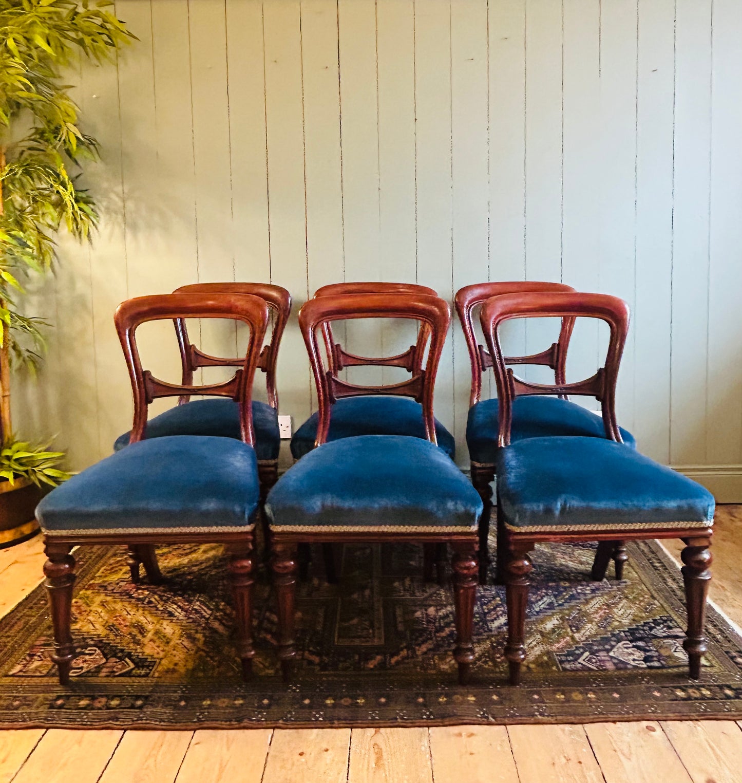 6 Victorian Balloon Back Dining Chairs