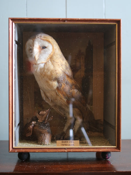 Vintage Barn Owl Taxidermy "Tyto Alba"