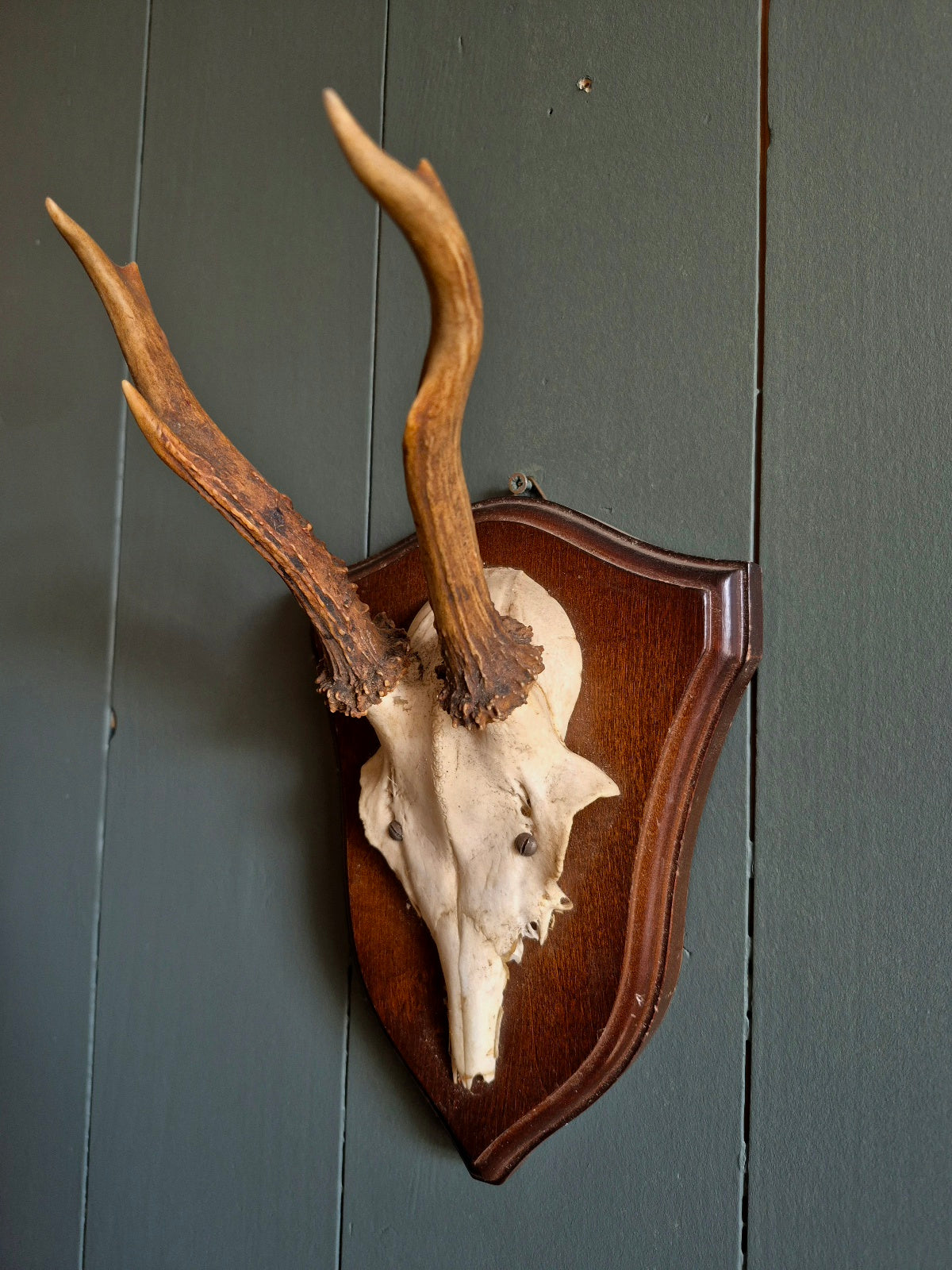 Wall Mounted Deer Skull