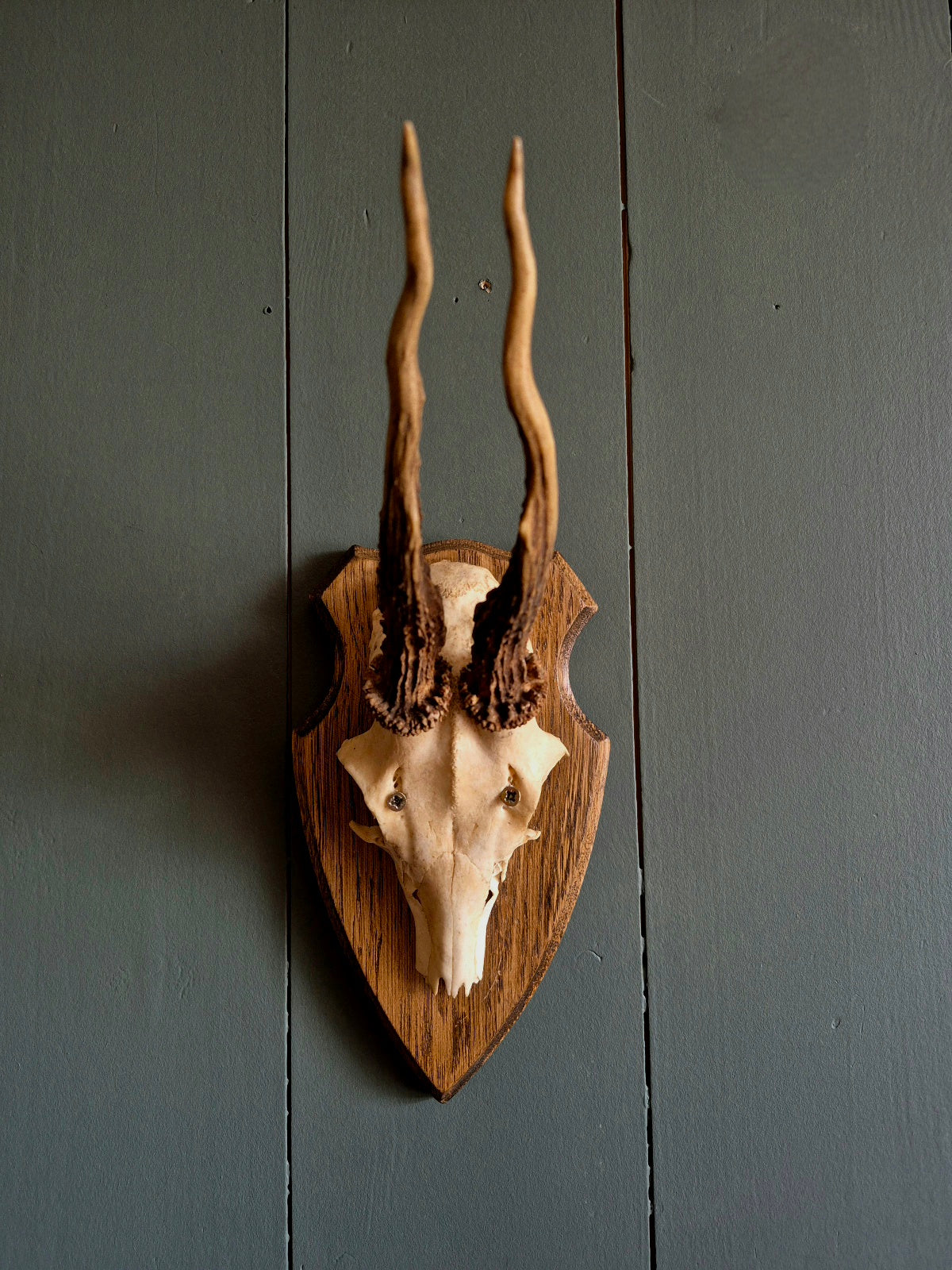 Wall Mounted Deer Skull