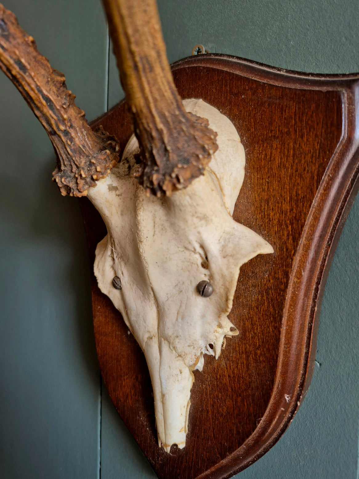 Wall Mounted Deer Skull