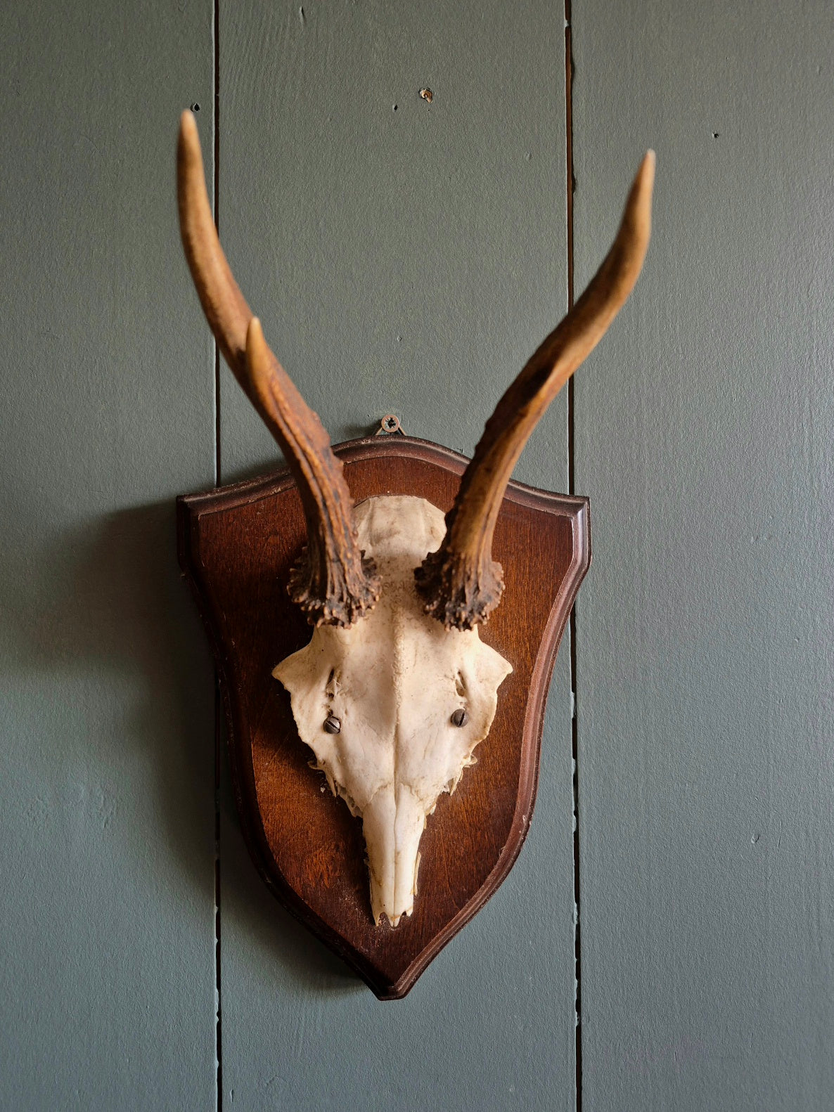 Wall Mounted Deer Skull