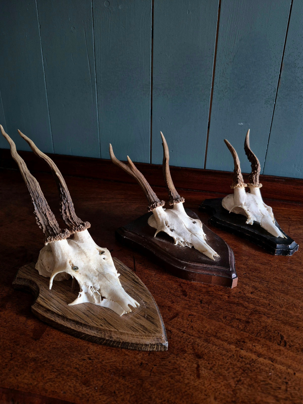 Wall Mounted Deer Skull