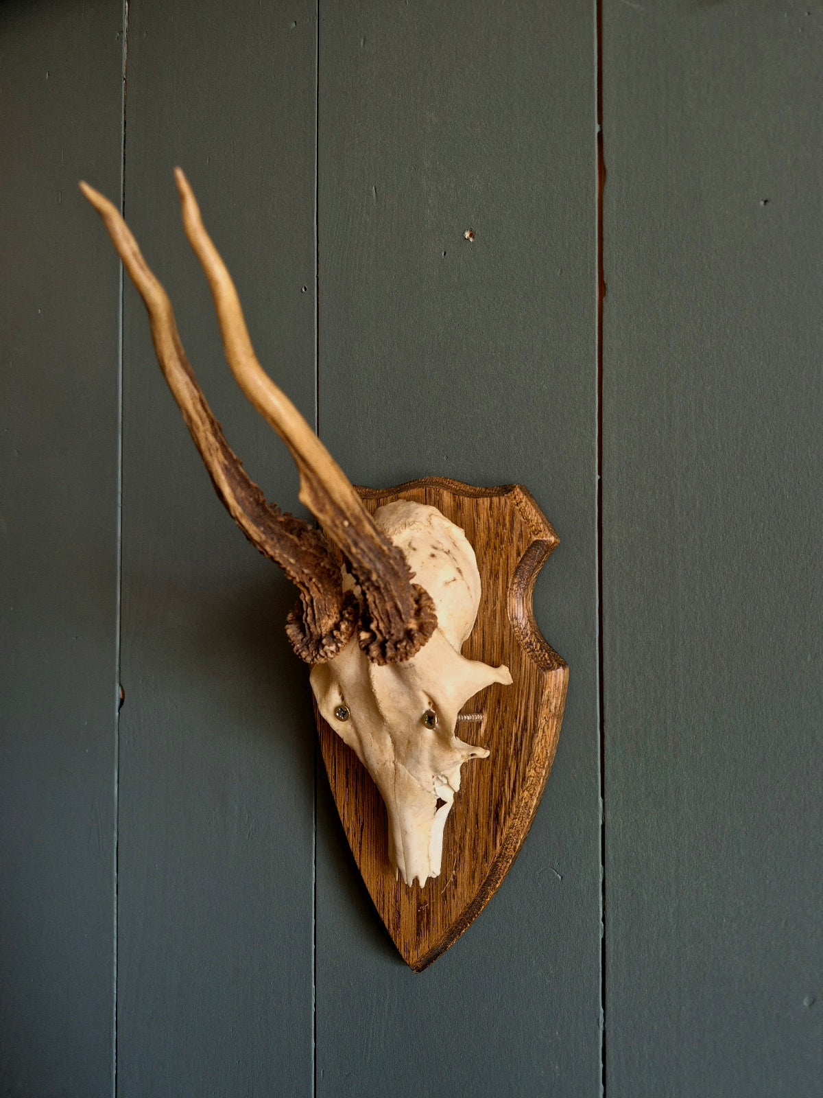 Wall Mounted Deer Skull