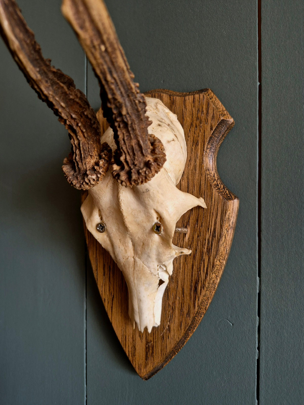 Wall Mounted Deer Skull