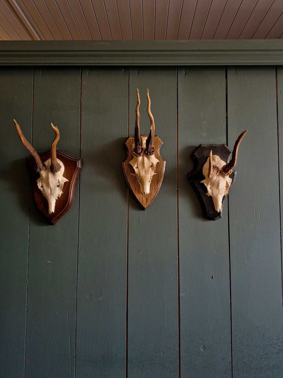 Wall Mounted Deer Skull
