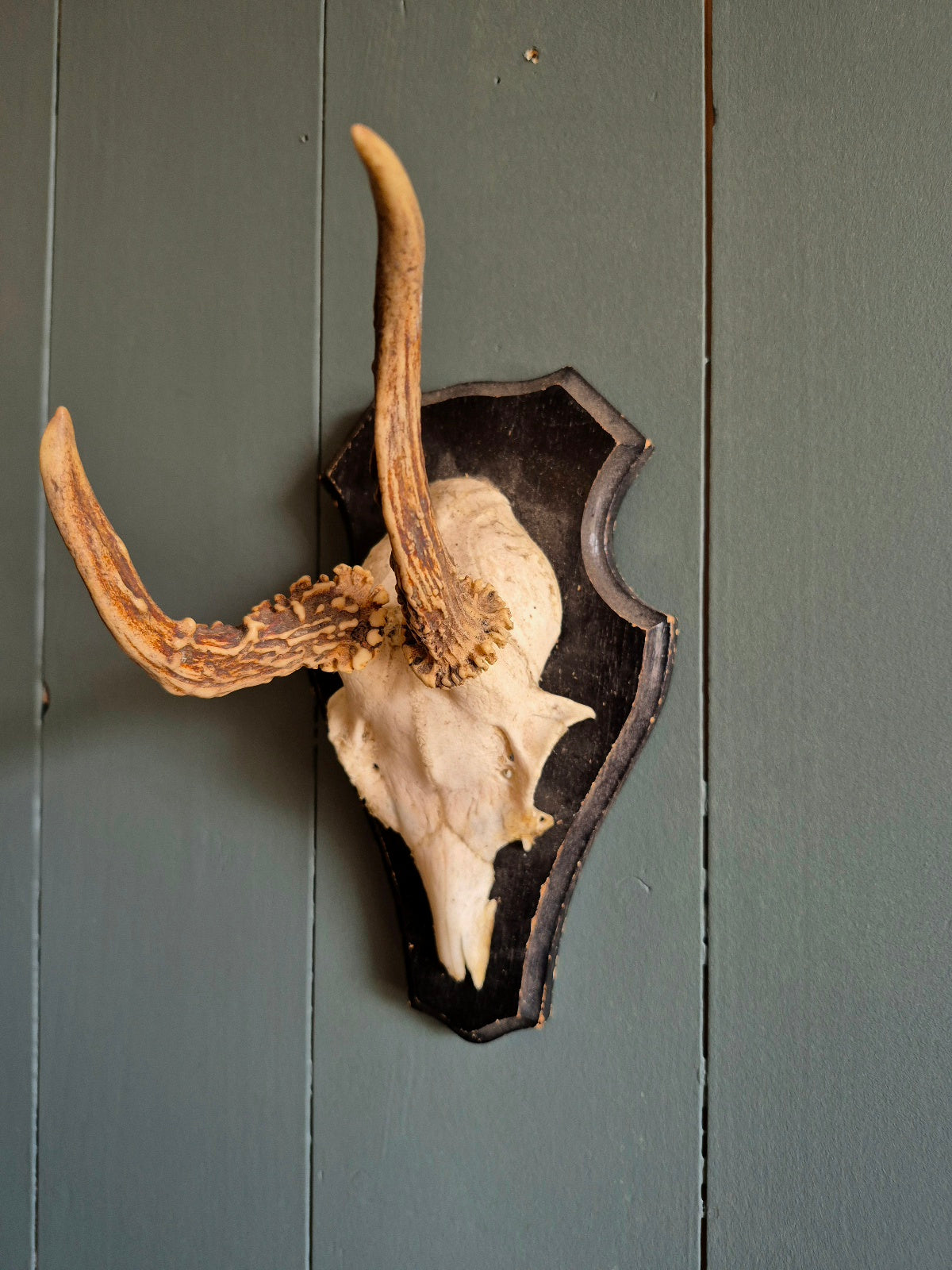 Wall mounted Deer Skull