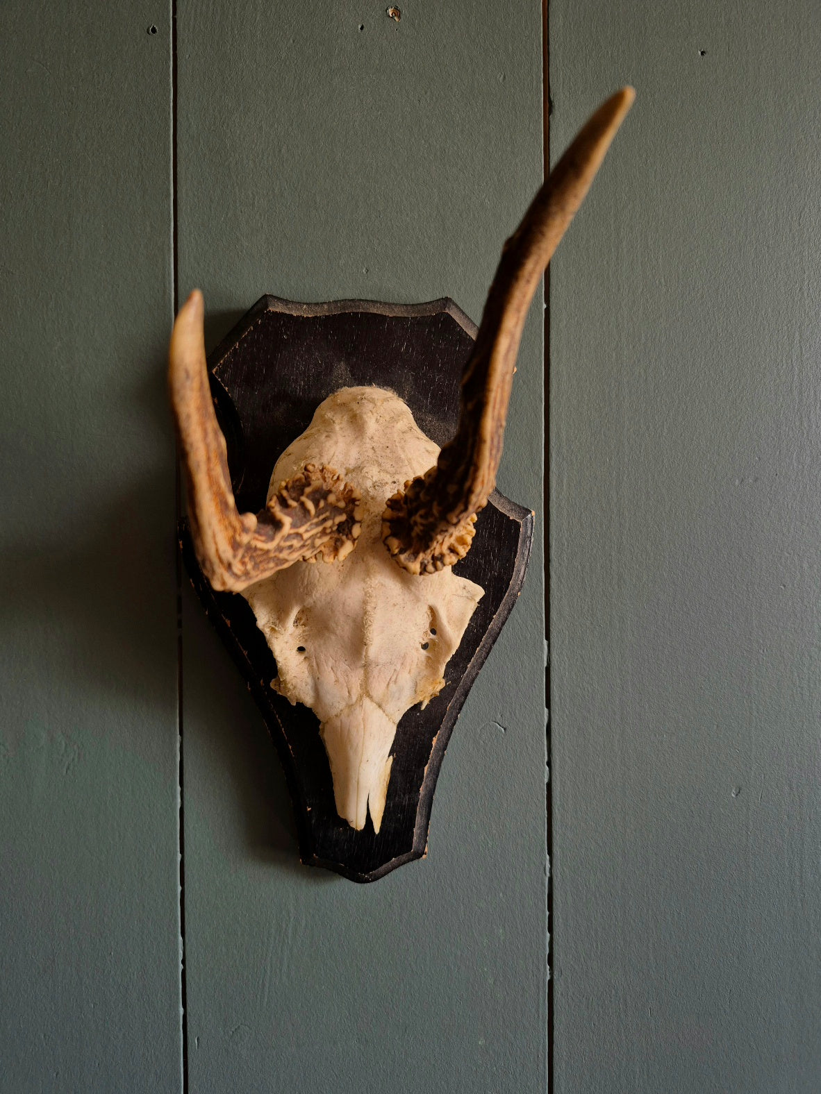 Wall mounted Deer Skull