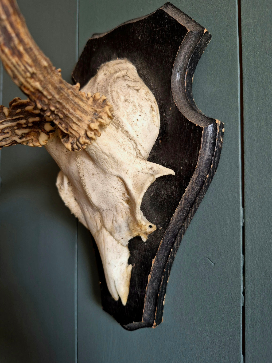 Wall mounted Deer Skull