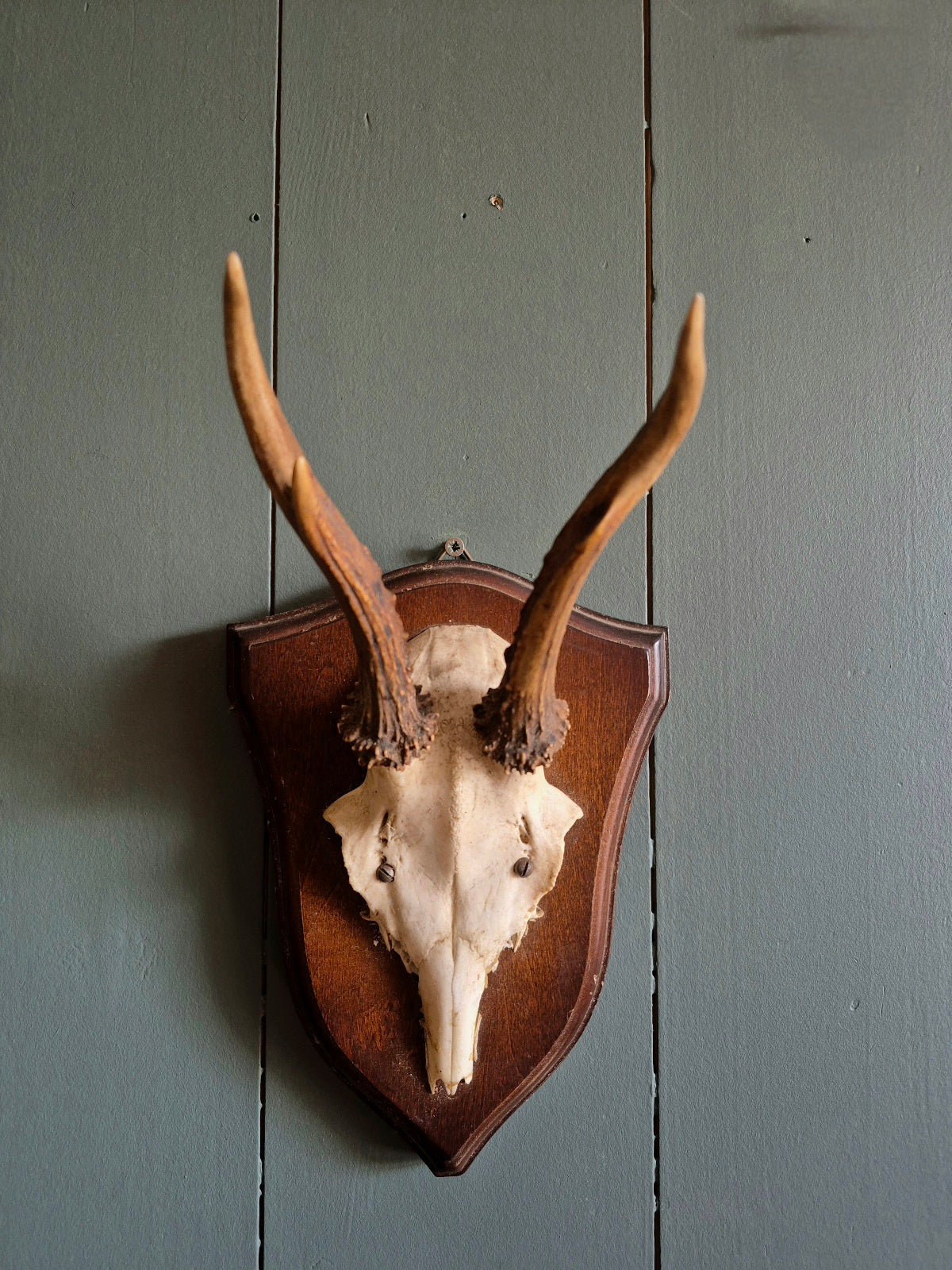 Wall Mounted Deer Skull